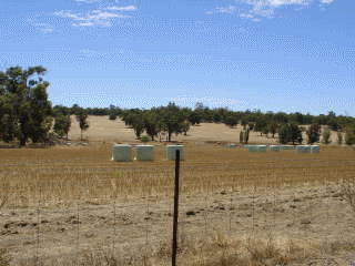 wandoo3.gif