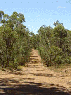 wandoo5.gif